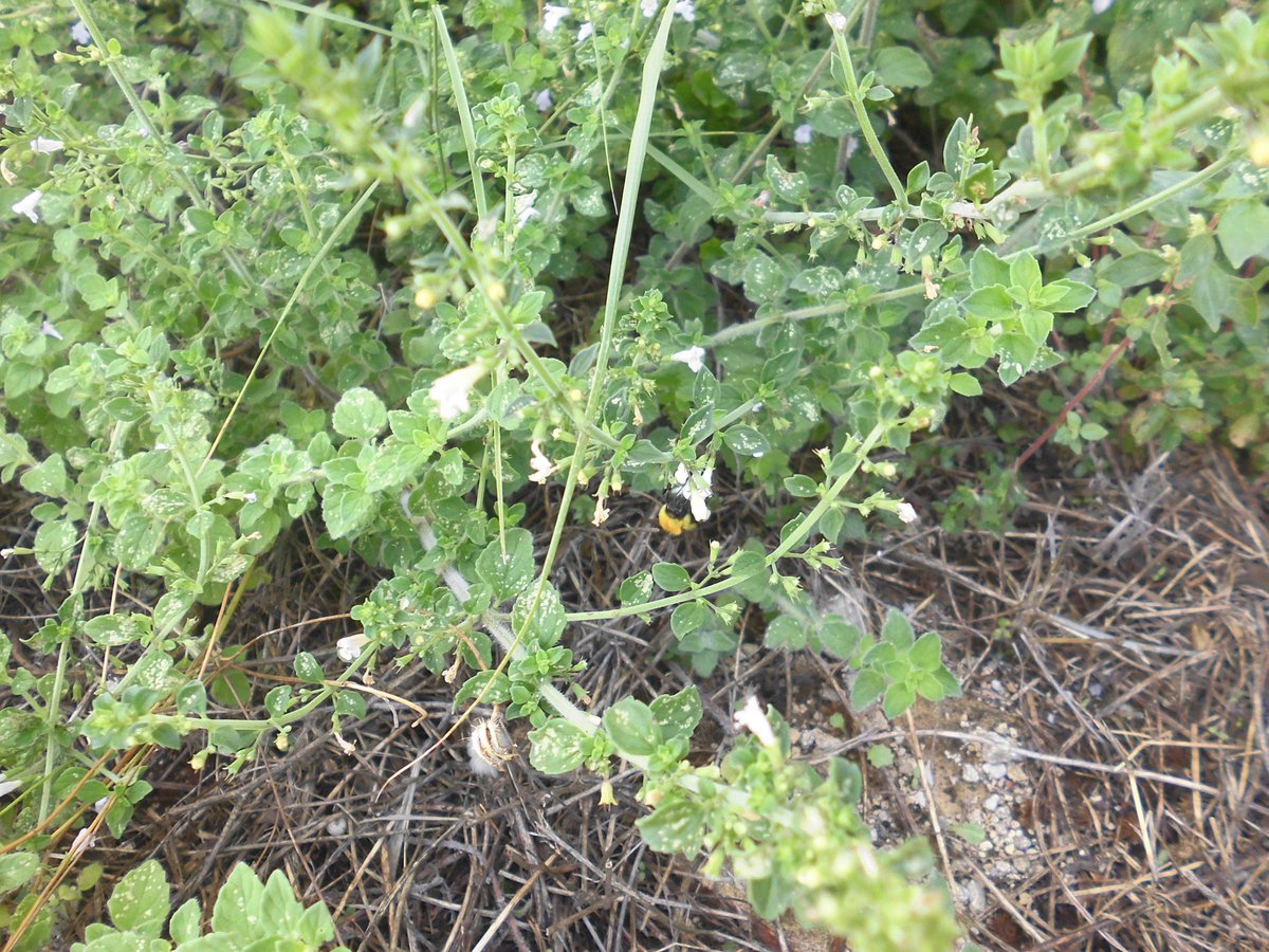 VisioneCurativa's tweet photo. Dalla Calamintha nepeta sono stati isolati i due flavoni (narigenina e neopocirina) che hanno dimostrato proprietà antiossidanti, antinfiammatorie, immunomodulanti e promotrici sul metabolismo dei carboidrati https://t.co/bI7MKnrxQl #scienza #natura #salute #fitoterapia https://t.co/6kPN9M9DEL