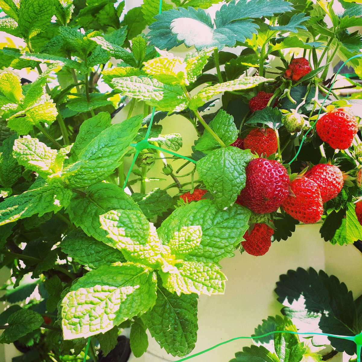 🍓🌿 On adore l'association #fraises #menthe 😍😋

Un peu de #permaculture au potager fait du bien à tous ! 👩‍🌾
.
#biodiversité #aéroponie #aromates #fraise #AgricultureUrbaine #agricultureverticale #VerticalFarming #urbanfarming