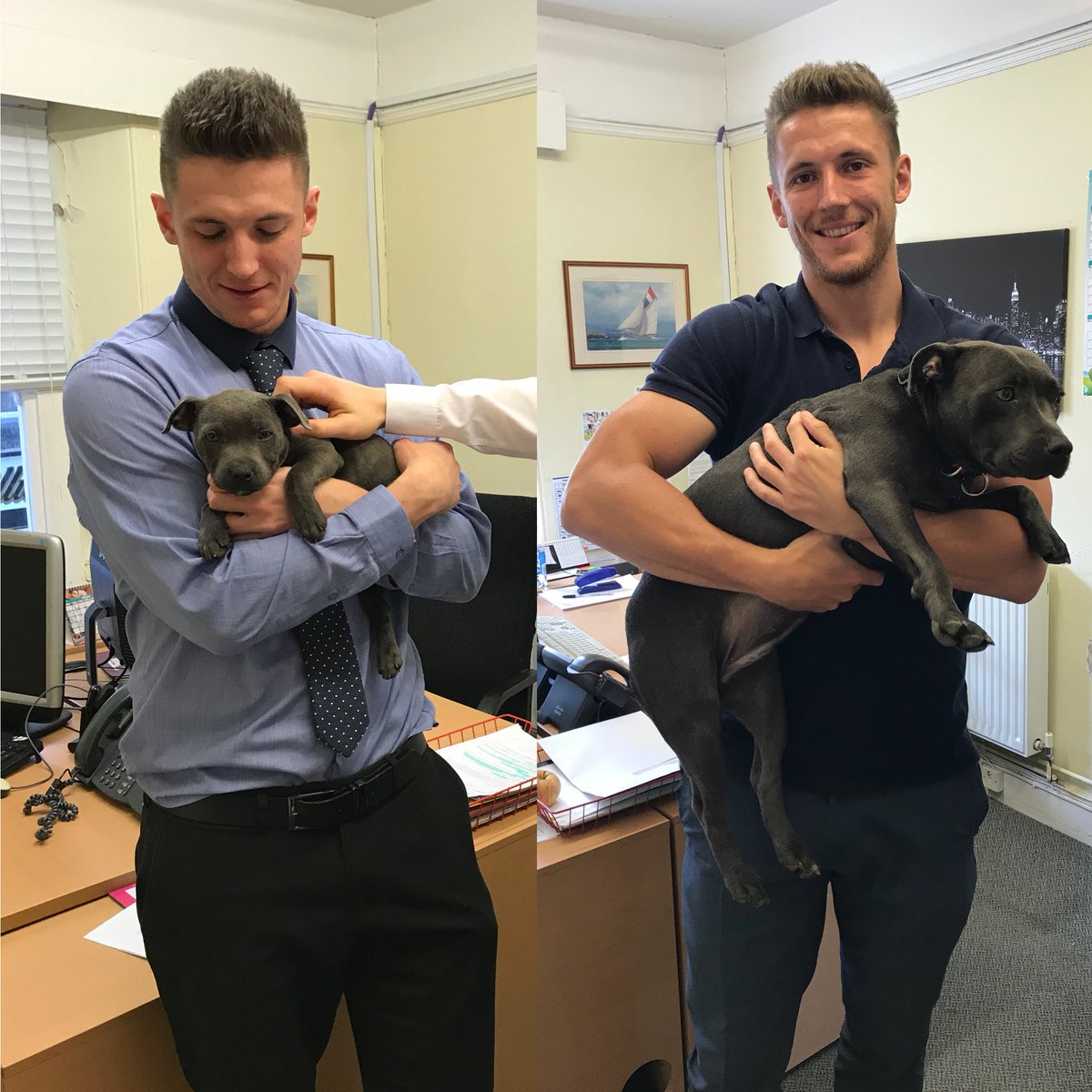 RHIBrokers's tweet photo. Well it’s safe to say Winnie has grown up!! #officedog #securitypup https://t.co/5TnrD7D3qd