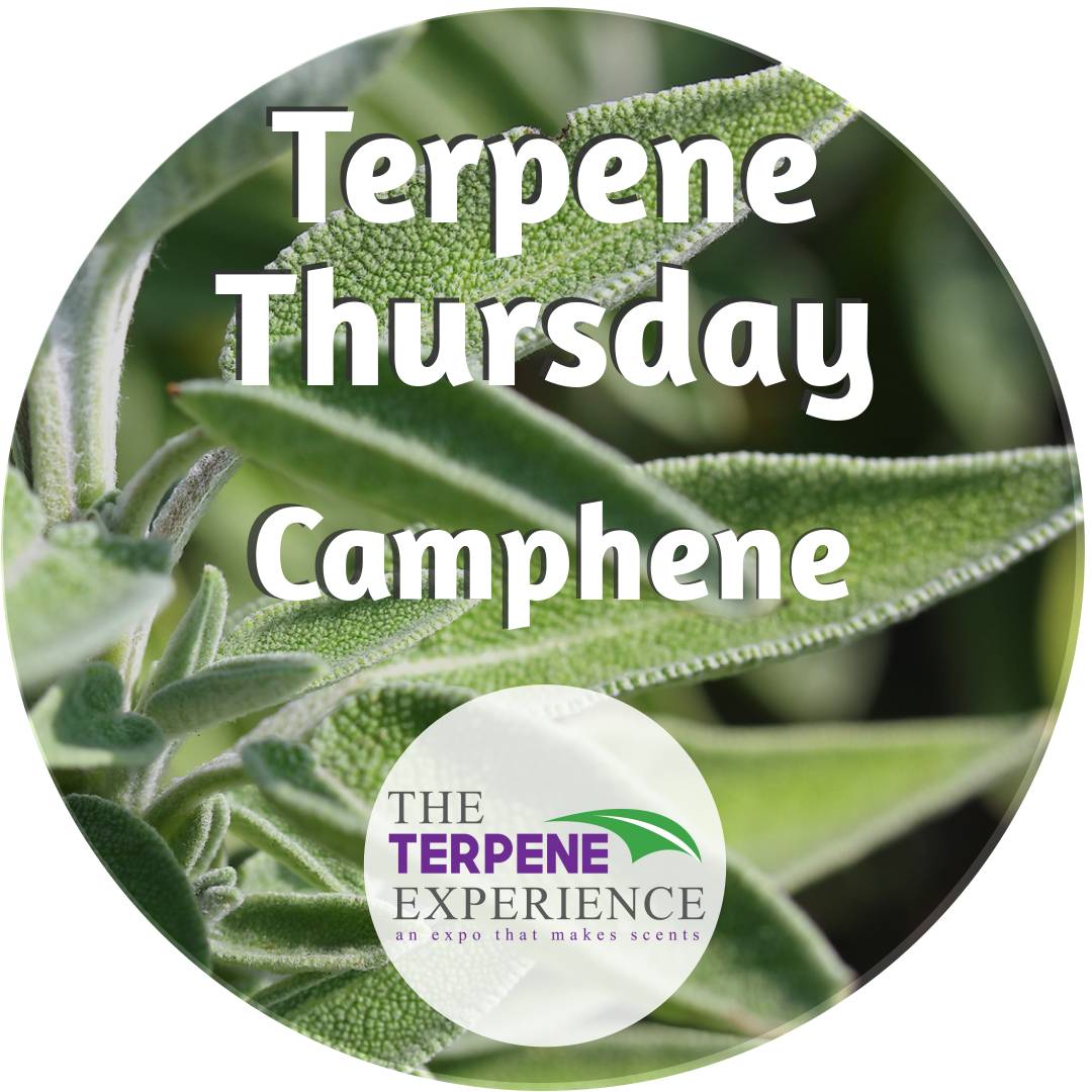 terpexperience's tweet photo. #TerpeneThursday: Camphene is a monoterpene of the carbide family and an isomer of alpha-pinene which is present in numerous plant species such as fir, rosemary, and sage. 
Camphene also has medicinal properties and is used as a bronchial stimulant and an antispasmodic. https://t.co/jS6SWMdgIG
