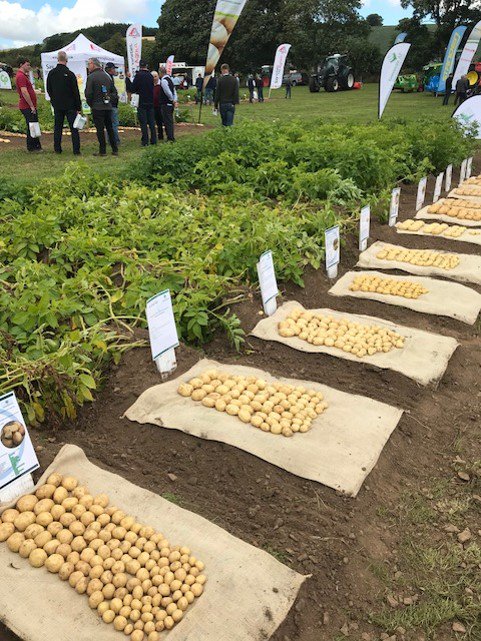 Scott_Pallets's tweet photo. United Box were delighted to be part of the annual Potatoes in Practice event today. The sun shone and the visitors came. #BalruderryFarm #potatoes #potatobox #PotatoesinPractice https://t.co/gQuFmdgJqM
