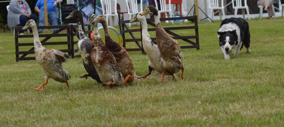 EssendonDay's tweet photo. We are delighted to have @DogAndDuckShow joining us on August 27th Bank Holiday Monday to keep us entertained with their two performances in our areana, full of fun and facts. #essendonvillageday2018 #fete #villageday #familyday #fair #countryfair #funday #fetefun #fayre #fun https://t.co/laZE0UNr1W
