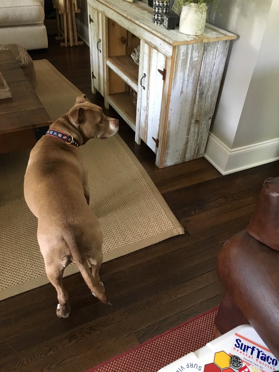 BirdTDavidson's tweet photo. Had a great time visiting w/ @MrsGearyRBMS and meeting Finn (and Murphy, Finn’s canine brother)! Isn’t Finn the cutest?? #BestBaby #BestSelf #BestBabySelf #FinnRules #AuntTheresa #RBBisBIA @rbmsROCKETS https://t.co/pKWq8S3isa