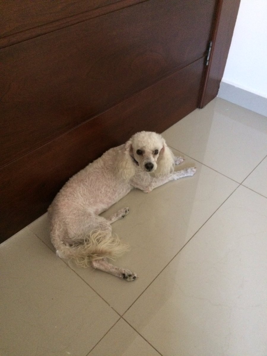 cecigodinez's tweet photo. Rufina ya está en casa! Gracias a quienes me ayudaron compartiendo💓 https://t.co/HfbagSn5Wh