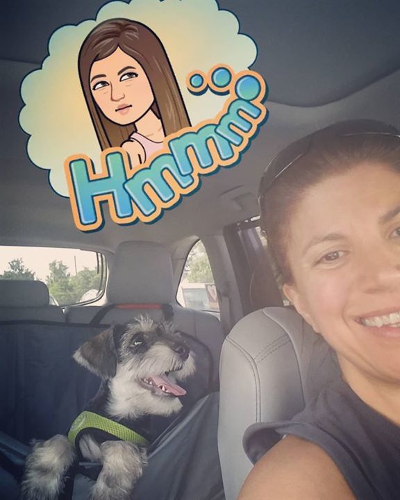 KimOser's tweet image. Not sure this is how this thing is supposed to keep the dog in the back seat... #Oshie #ionlywanttobewithyou #carsafety #triptofarmersmarket #dogsofinstagram #miniatureschnauzersofinstagram #miniatureschnauzer #puppiesofinstagram