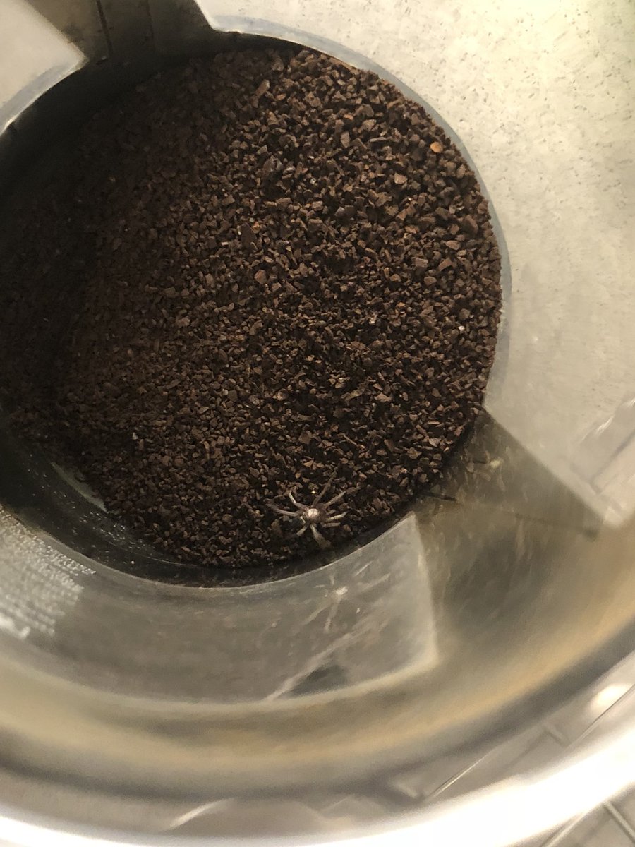 tcrankson's tweet photo. My coffee bag had an uninvited guest...#horrifying #omg #imnauseous #nostarbucksforme #goodmorning #whatsinyourcoffee @Starbucks still waiting to hear back #customerserviceissue #starbucks #qualitycontrol https://t.co/5LsfPT3cEE