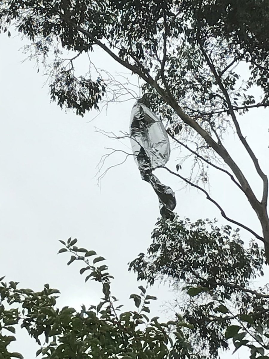 PamAyres's tweet photo. You had a happy thirtieth,
That is my fervent hope,
But when they gave you that balloon,
I wish you’d held the rope,
Maybe as it floated up, it caused your guests to titter
But up our eucalyptus tree it’s more unsightly litter. https://t.co/0FUEV7QsLv