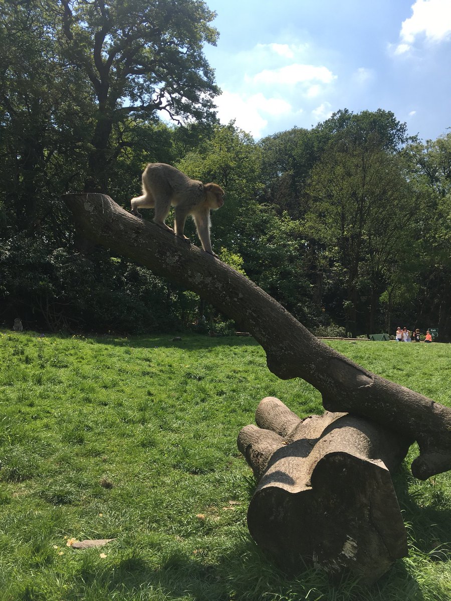 kayl0416's tweet photo. 🐒🐒🐒 #MonkeyPics @Monkey_Forest https://t.co/FZZanwTPIK