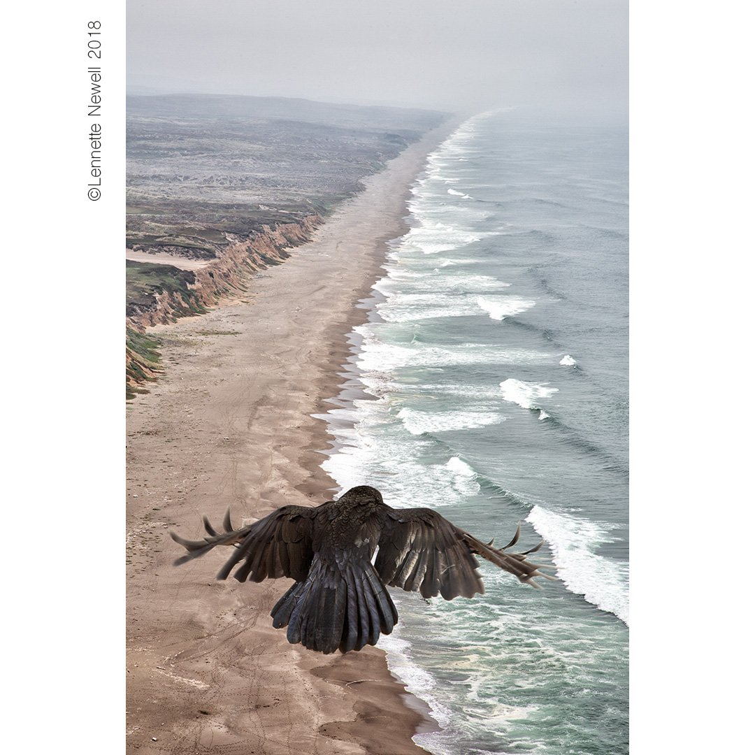 lennettenewell's tweet photo. #Raven #flight #Landscape #BirdScape
#California #Coastline #Composite #Nature
#Birds #LennetteNewell #Photography https://t.co/OAzlLVAesw