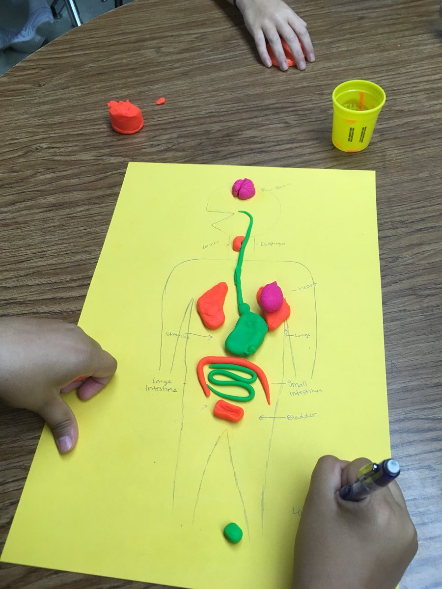 BABCastro10's tweet photo. Our Play-doh Bodies!! Day 1 Human Bio 1st period!! #tribesci #TUScience https://t.co/MYJ7O7e96D