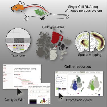 slinnarsson's tweet photo. 1/n Today we celebrate publication of our mouse nervous system atlas by scRNA-seq! Fabulous work by Amit Zeisel, Hannah Hochgerner and many collaborators. https://t.co/hMJ6qoI1c9 https://t.co/u9pYIjck0Q