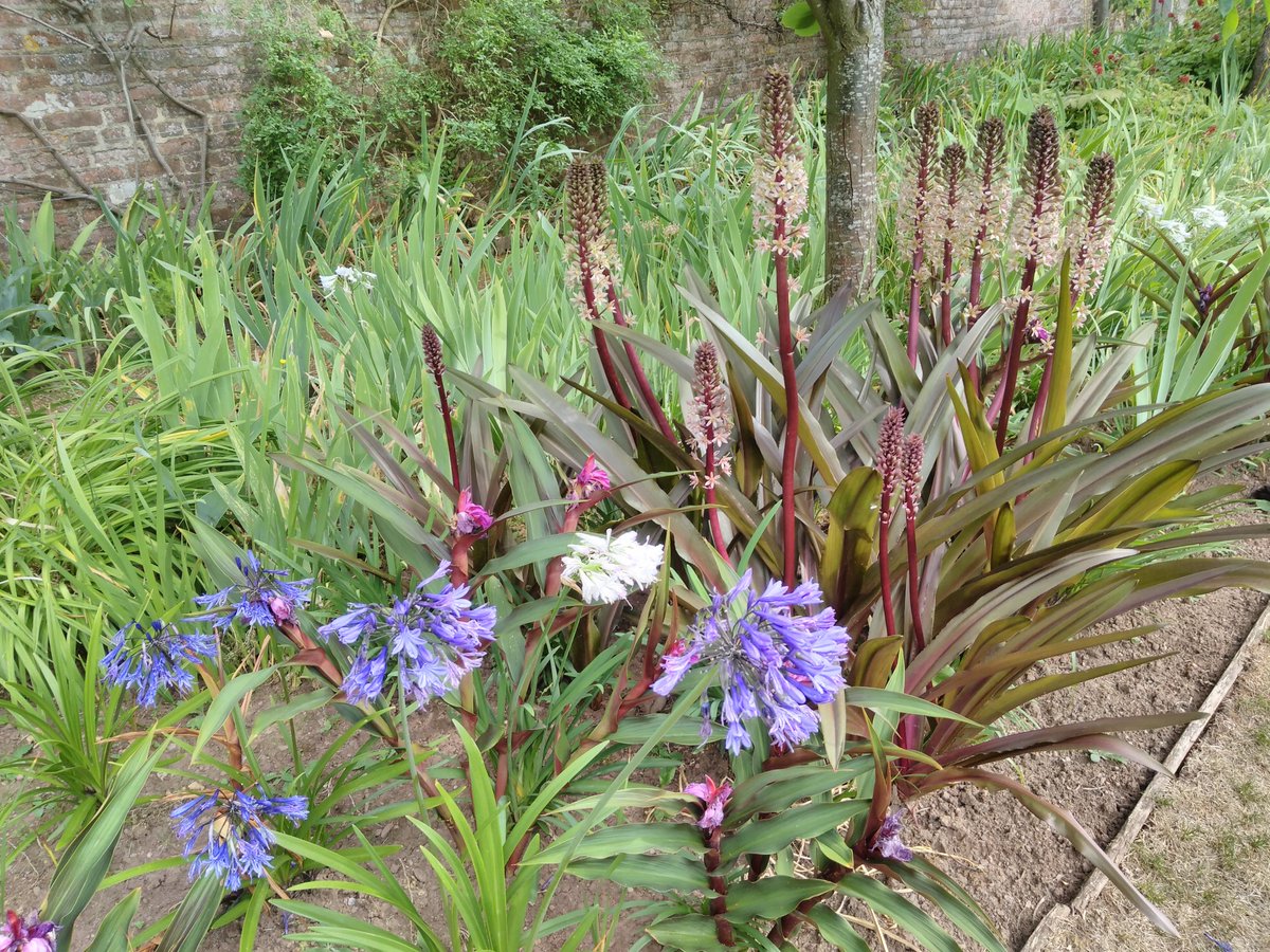 tamsinwesthorpe's tweet photo. Eucomis loving the #Augustheatwave https://t.co/Vwfs4QBtOH
