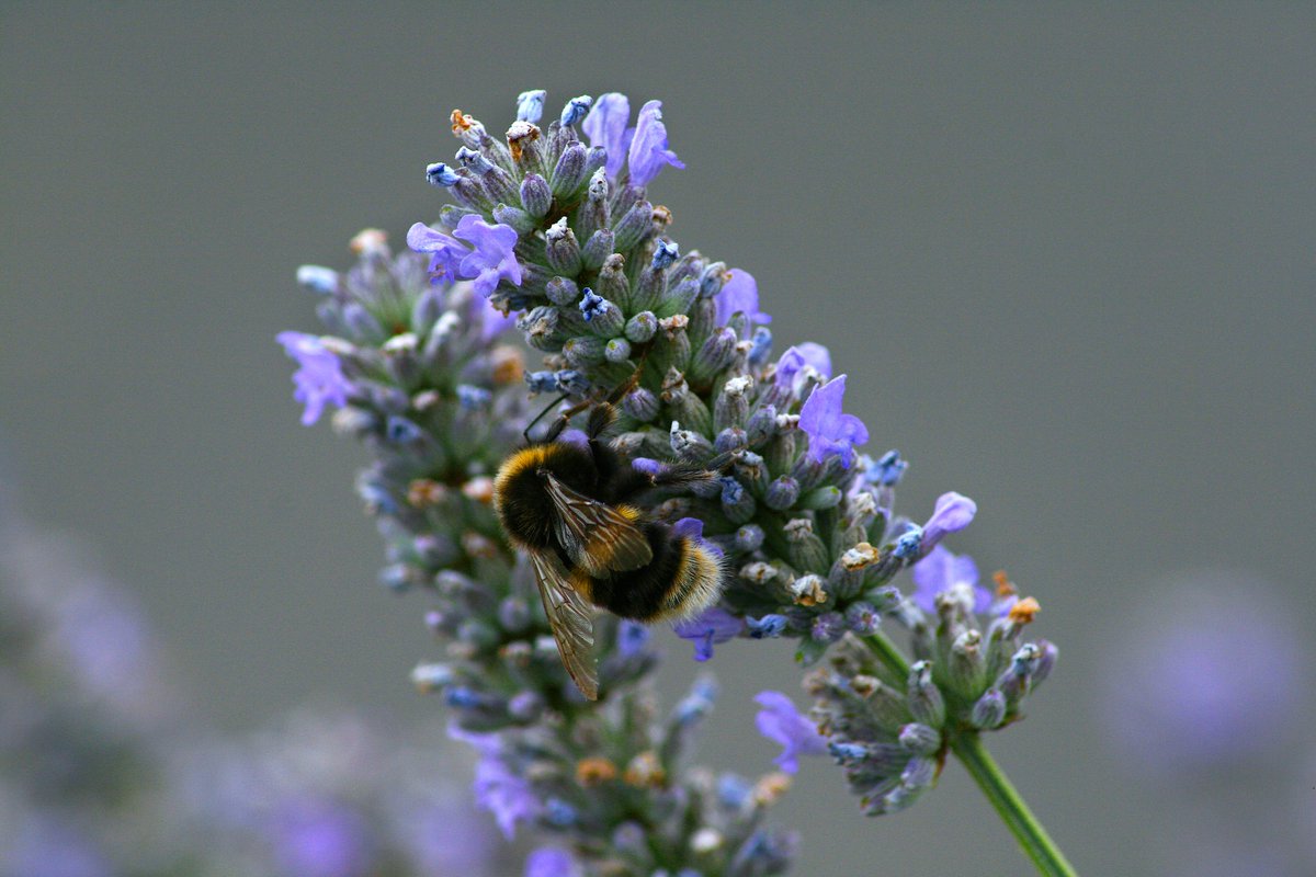 Composing_Light's tweet image. #photography #photo #summer #bees #photographer #wildlife #garden