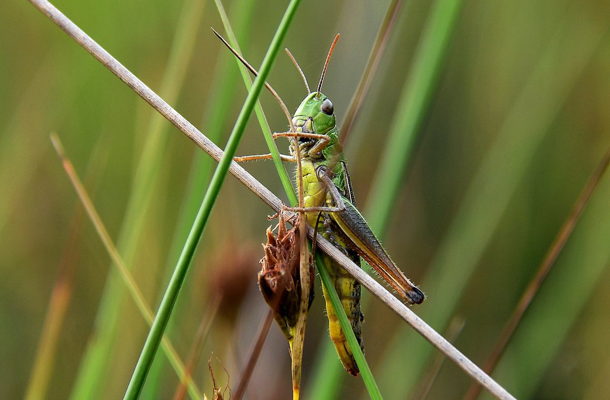 HeijdenJozef's tweet image. Krassen doet de #Krasser op de #NeterselseHeide - #Brab_Landschap

@BoswachterFrans @Brab_Landschap @FransKolsters @Natuurmonument @waarneming @staatsbosbeheer @IVNNederland @IVNUden