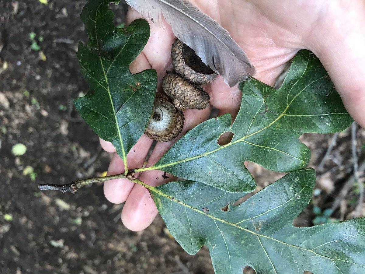 Treasures from our hike from The Oaks Interpretive Trail at Berger’s Pond <a href="/ReadingHosp/">Reading Hospital - Tower Health</a> #berkstrailchallenge