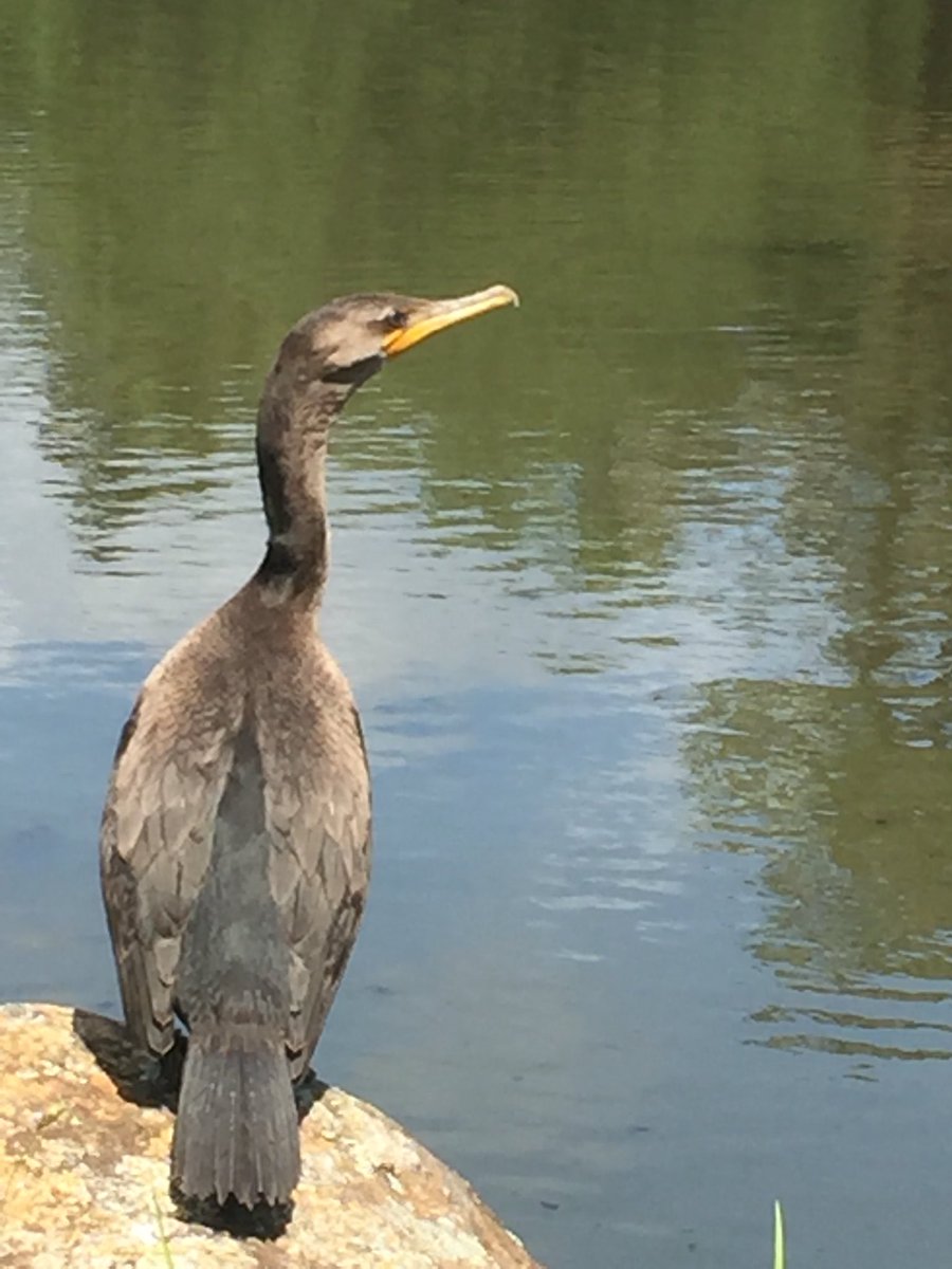 Epitopic's tweet photo. What kind of bird is this? #birdclass https://t.co/m6Ka0XSoJh