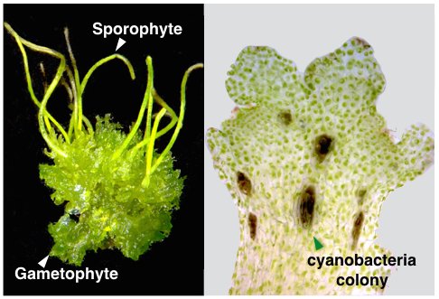 BTIscience's tweet photo. Fern fever continues as #BTIscience professor Dr @fern_way earns @NSF grant to study #hornwort / bacteria symbiosis! https://t.co/tvV86FHxKz #NSFfunded https://t.co/kKFkgPBKvl