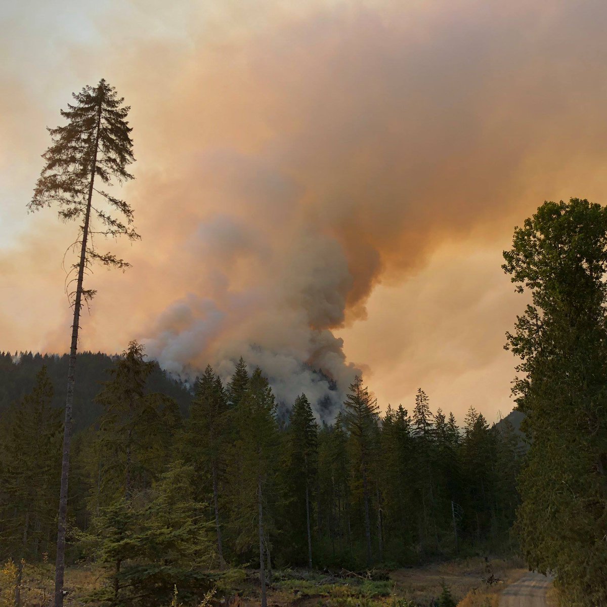 olympicforest's tweet photo. #MapleFire Public Meeting: There is a public meeting scheduled for Friday, August 10, 2018 at 7:00 pm. The meeting will be held at the Hamma Hamma fire station, 34571 N US Hwy 101, Lilliwaup, WA 98555. https://t.co/G2qG5kP6vJ