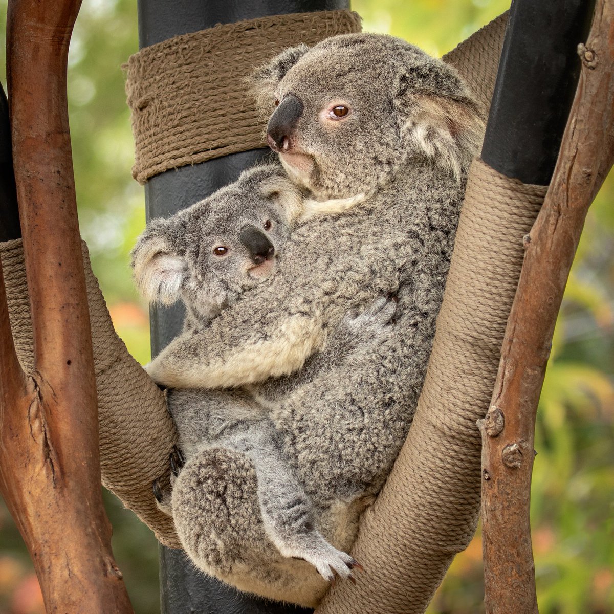 A top koality hug from our family to yours 💕 #KoalityPuns 📷: Penny Hyde https://t.co/hKM3C1I6v8