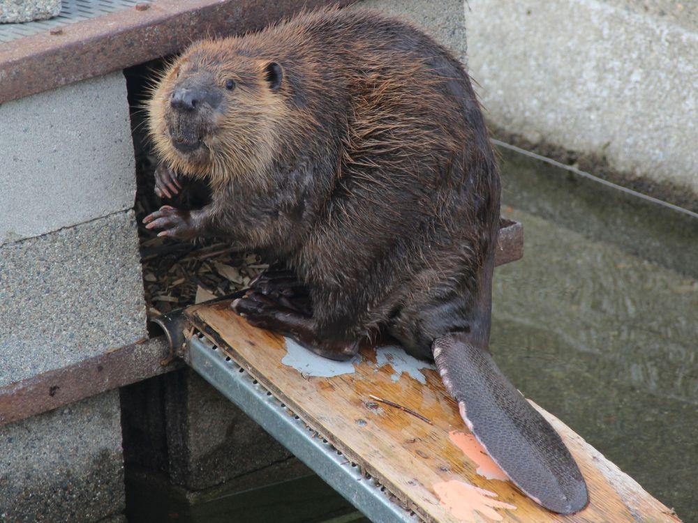 #Beaver #NorthAmericanBeaver http://bit.ly/2KFdlJe.