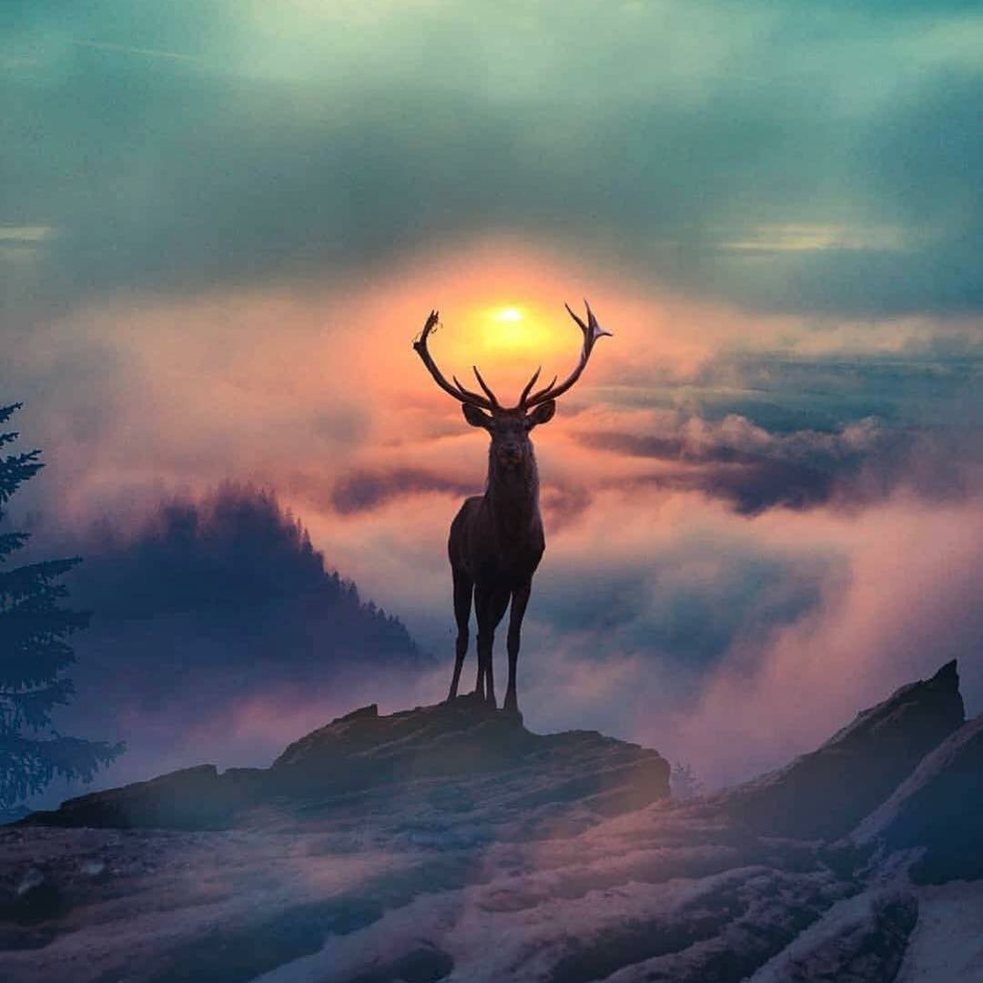 keystothespirit's tweet photo. Do you ever wonder about your #SpiritAnimal? What they do?

Not only do they protect, heal, and help strengthen your #energeticbody, they also help to bridge the gap between both the physical and #spiritualworlds.

#YouTube: https://t.co/SEkMG7YpR7 https://t.co/gDbcoDc0oZ