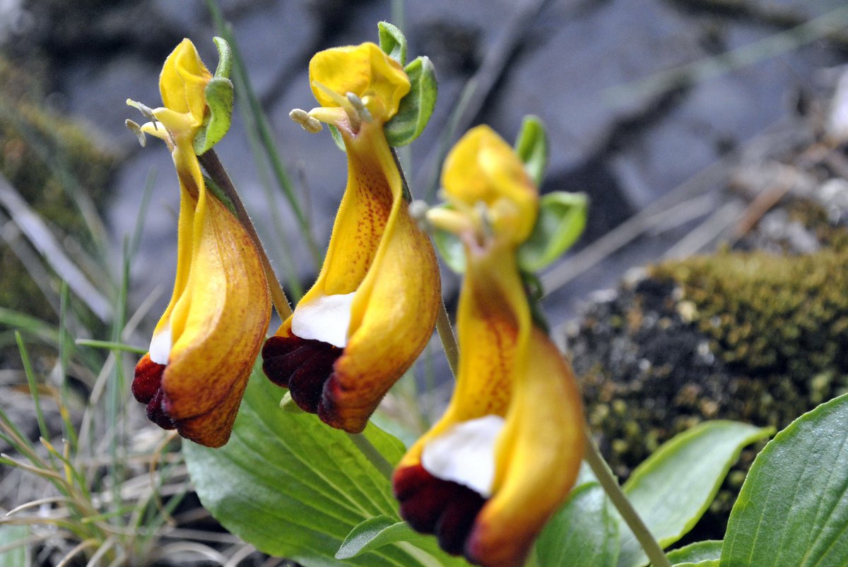 MagallanesExpe1's tweet photo. Zapatitos de la Virgen (Calceolaria), icono de la flora existente en Magallanes. #magallanesexperience https://t.co/6rUR5c4jvc