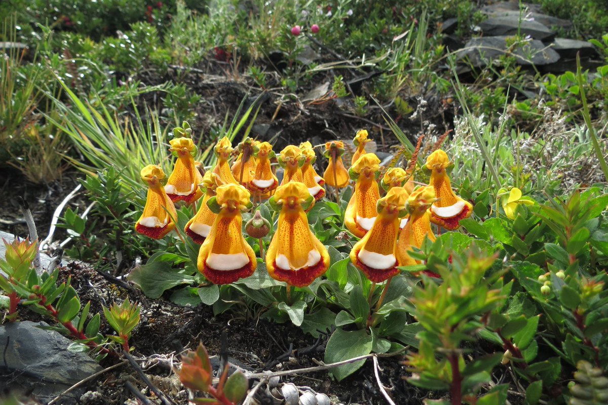 MagallanesExpe1's tweet photo. Zapatitos de la Virgen (Calceolaria), icono de la flora existente en Magallanes. #magallanesexperience https://t.co/6rUR5c4jvc