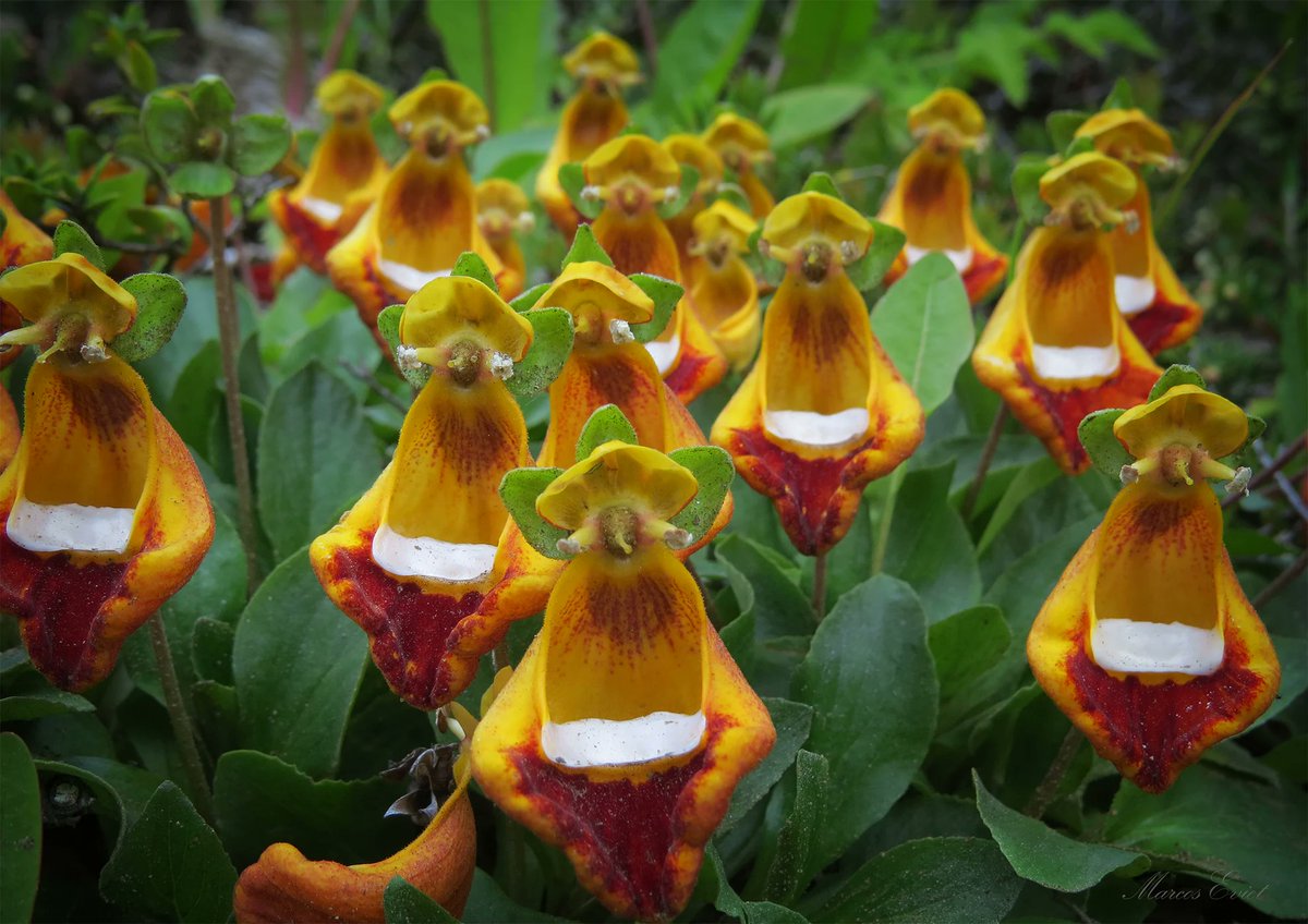 MagallanesExpe1's tweet photo. Zapatitos de la Virgen (Calceolaria), icono de la flora existente en Magallanes. #magallanesexperience https://t.co/6rUR5c4jvc