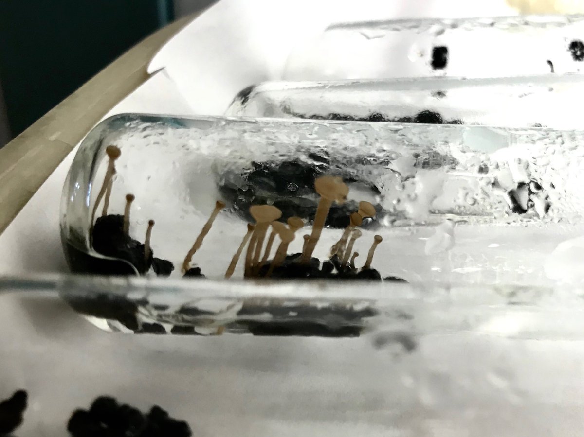 olga_kozhar's tweet photo. Nice to meet you, cuties! After several tries and failures my #Botrytis sexual crosses worked! Very nice looking apothecia, hopefully it will fully mature in couple more weeks and I will learn more about the genetics of this tricky fungus #fungalgenetics #science https://t.co/cxG6v9GuUc