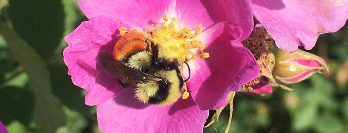 smalltownbc's tweet photo. You keep doin' your thang, lil dude.
Please. 🌸🐝
#savebees #naturephotography #smalltownBC
https://t.co/XpBeEwqM9q https://t.co/abBlOZkUim