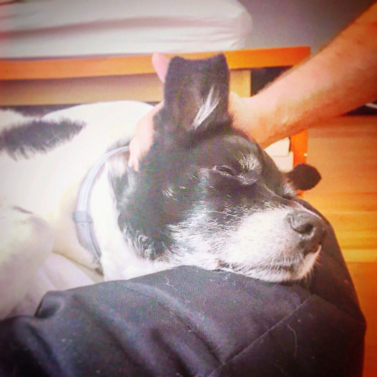 sparky_hh's tweet photo. Diese Hitze, ich bin so platt... aber jetzt wird es wohl kühler 🤤 https://t.co/OjvurTaNgc