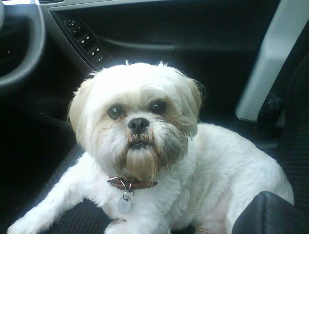 MandyHo46353251's tweet photo. 💔💔💔💔sleep tight my baby boy, love and miss you always❤❤❤❤❤ https://t.co/FxVYBGapVY