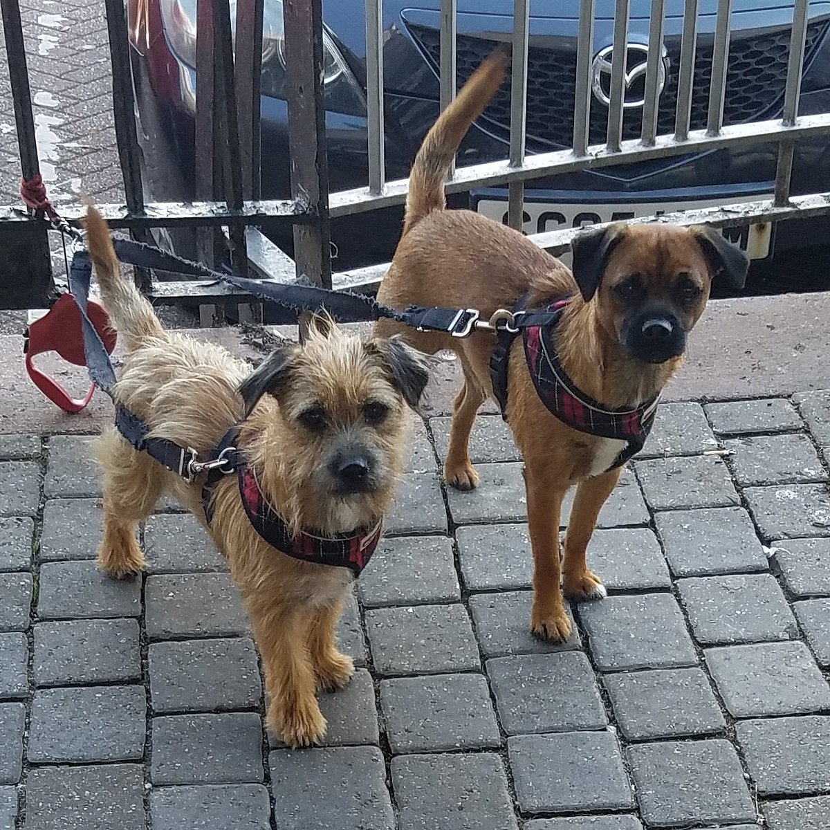 DoesItHaveDogs's tweet image. Currently, half of the team is abroad and without internet - until we are reunited enjoy some of the classics or have a look at these two cuties spotted outside a shop.
DoesItHaveDogs.com
#DoesItHaveDogs #DIHDMovieReviews #DogsofTwitter #DogsofInstagram #DogsLife #Dogs #DIHD