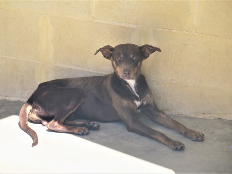 spanishstray's tweet photo. PIKE – TLC, HE IS IN HEAVEN

Arrived quivering wreck, within few days he has turned into trusting, loving dog. Enjoys strokes/cuddles. Needs family who will be patient, show him how wonderful life can be.

https://t.co/Ts8kzPPqZv

Adoptions@spanishstraydogs.org

#AdoptDontShop https://t.co/tuhLiqt90C