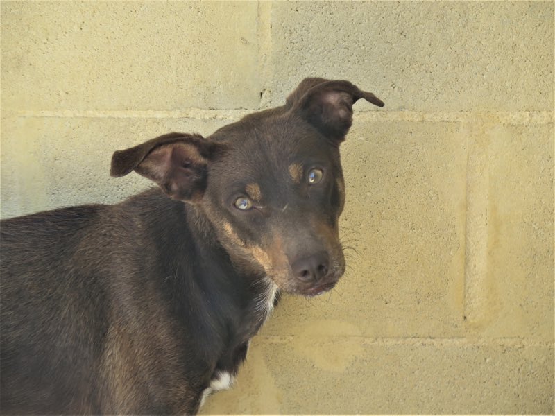 spanishstray's tweet photo. PIKE – TLC, HE IS IN HEAVEN

Arrived quivering wreck, within few days he has turned into trusting, loving dog. Enjoys strokes/cuddles. Needs family who will be patient, show him how wonderful life can be.

https://t.co/Ts8kzPPqZv

Adoptions@spanishstraydogs.org

#AdoptDontShop https://t.co/tuhLiqt90C