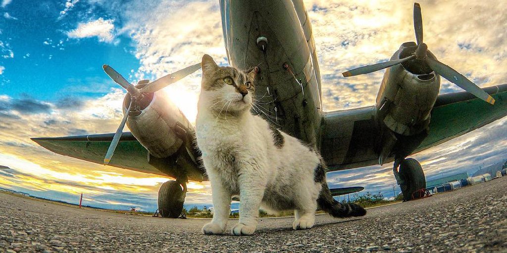 JeppForeFlight's tweet photo. Does this classify as a CAT III approach? (📸@MikeyMcBryan) #nationalcatday #hangarcat #copilotcat https://t.co/t9FN5zmWKJ