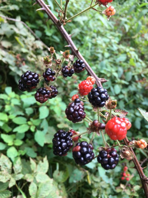 New blog post about blackberry picking and picky eaters. ow.ly/iAmt30lliuJ #familymeals #HAES #antidiet #Nourishyourbody #Mindfuleating #intuitiveeating #rdchat #rd2be #familyfeeding #pickyeater #feedingkids #familynutrition #parenting #nondiet #edwarrior #pickyeating