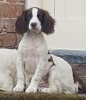 millypod1's tweet photo. STAN FOUND SAFE. THANKS FOR RT's ππ
Brown & White English Springer Spaniel #PUPPY Male
#BickertonHill #Bickerton #Cheshire #SY14
LONG LEAD ATTACHED
https://t.co/kIwIiXo4h4 β¦ https://t.co/y0f61jvThn