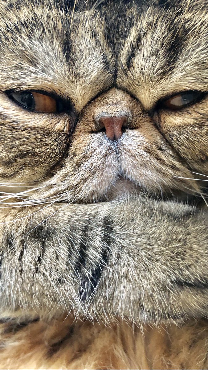 MagicWillie's tweet photo. Morning fussy face (fyi perfect iphone shaped background) #backgroundscreen #iPhonephotography #CatsOfTwitter #cat #CuteAnimals #CutenessOverload #CuteAnimals #CutenessPersonified #Fussball https://t.co/s6OgEsBBGm