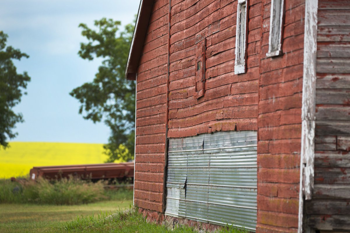 licensetofarm's tweet image. "If I had to go back and farm the way we did 30 years ago, I wouldn't farm. I'm about trying to make the land better and improving it's organic matter. Because of these advancements, I'm still willing to farm," says @hugewalleye in #LicenseToFarm.