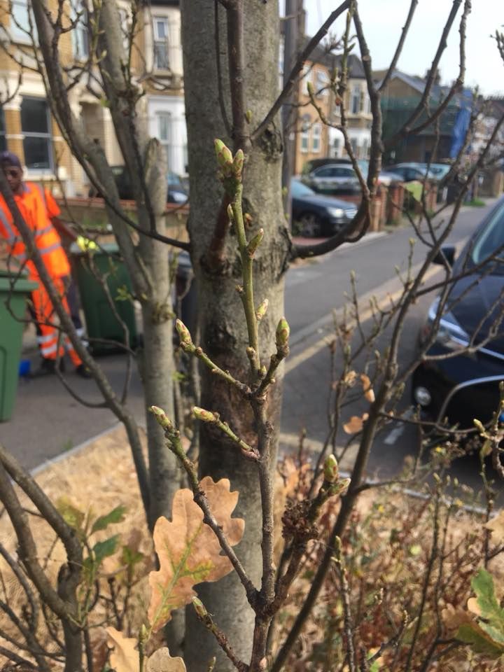 TreeLogga's tweet image. Helping residents get involved with their #streettrees is at the heart of our campaign. Check out our NEW BLOG POST to hear one resident&apos;s tree story: buff.ly/2nnJ5d0-tree-s… #MyTreeStory #Leytonstone
