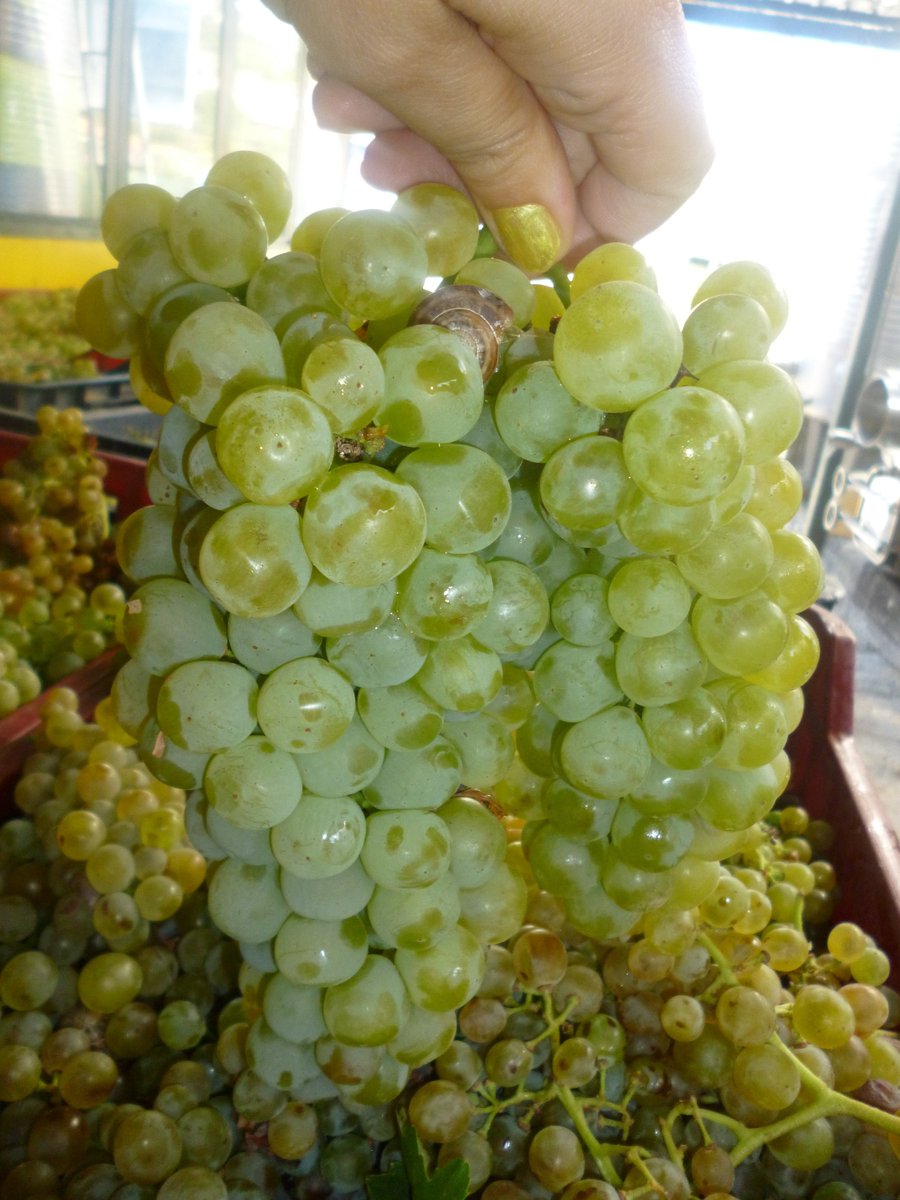 Monemvasia Winery Tsimbidi tweet media