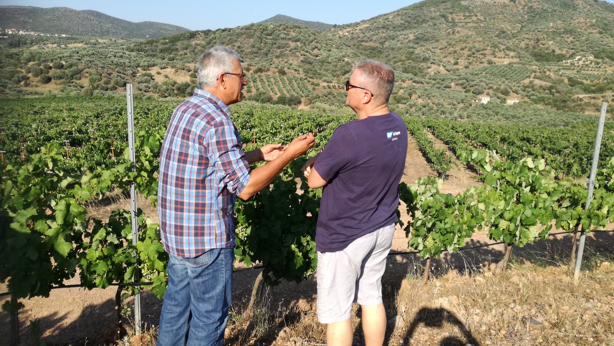 Monemvasia Winery Tsimbidi tweet media