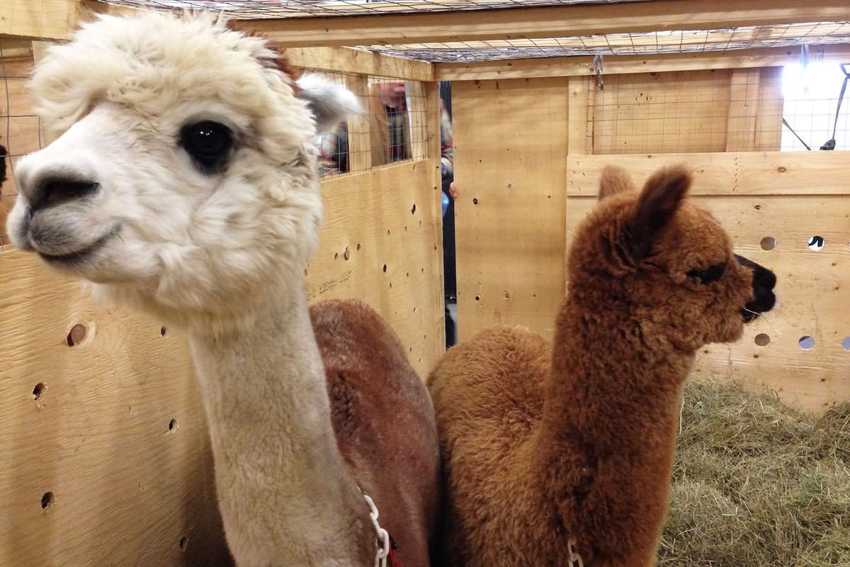 AirCanada's tweet image. We’re thrilled that Air Canada Cargo is the first airline to receive @IATA’s certification for excellence in handling the transport of live animals aircanada.mediaroom.com/2018-08-09-Tra…
