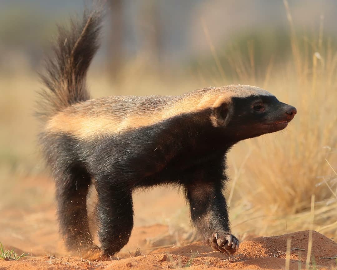 Tswalu's tweet photo. The honey badger..... follow @tswalufoundation on Instagram for this week's feature on this ferocious animal.

#Wildlife #safari #conservation https://t.co/lFUyd9vcBT
