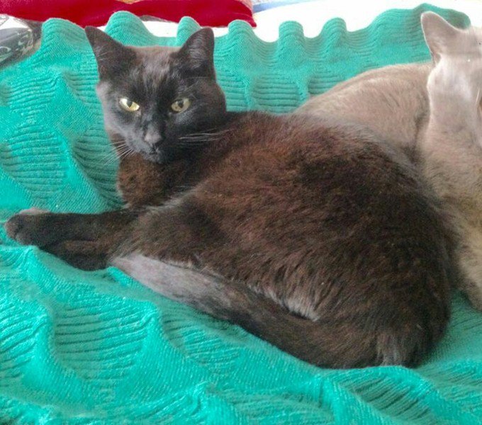 #madrid
PIERROT #perdido en #LasMatas
De color negro con manchas marrones
Con chip
☎️ 680998685 y 635813395