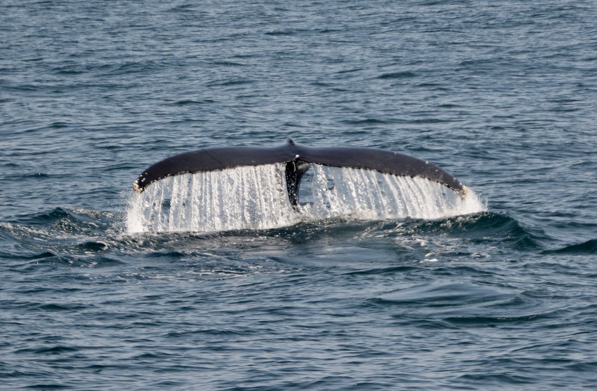 CapeMayWhale tweet picture