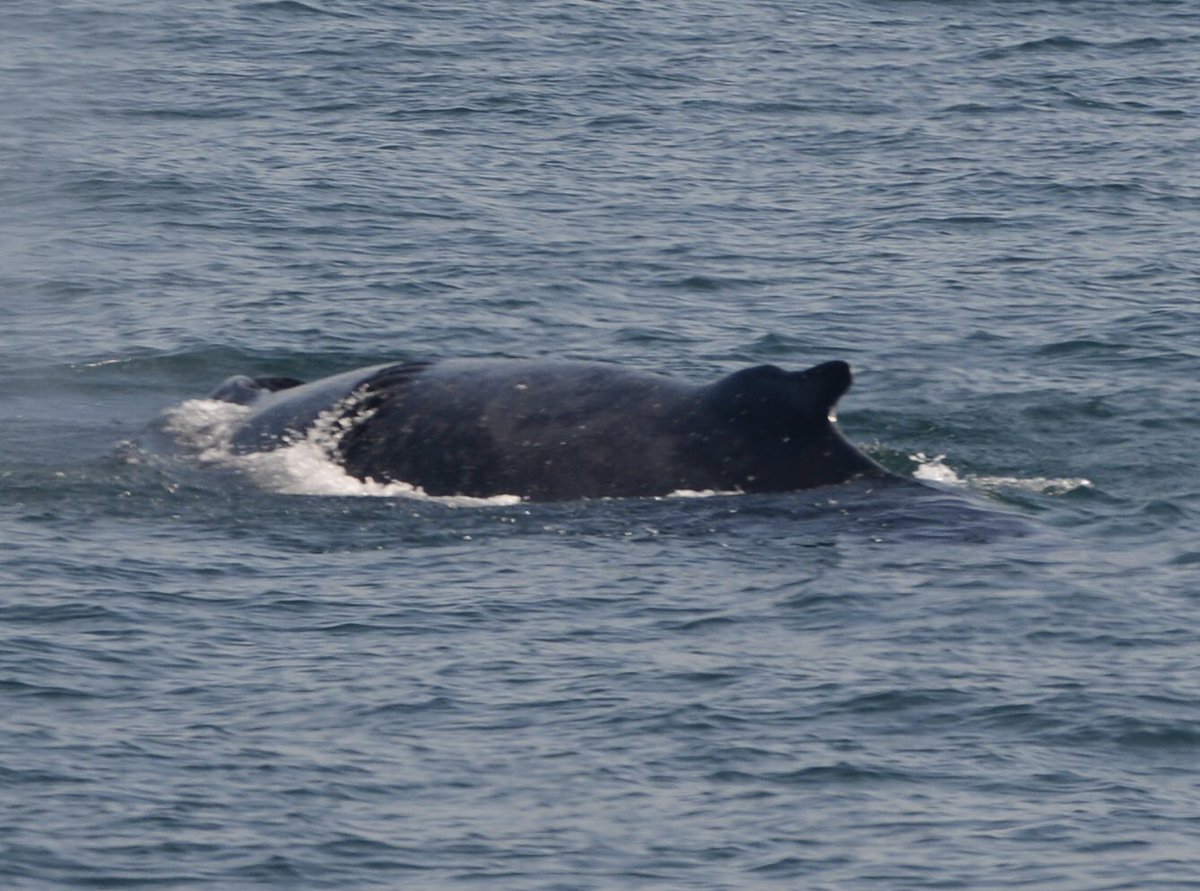 CapeMayWhale tweet picture