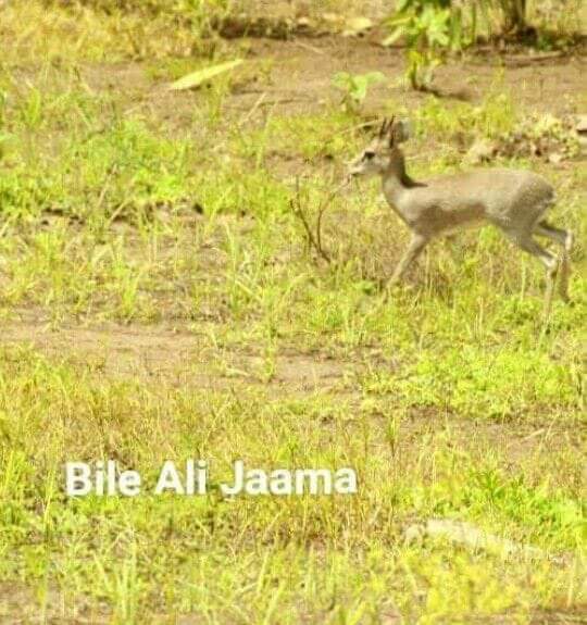 YuusufMaxamedA3's tweet photo. " Dalkeeno Waa barwaaqo Alx  Balse Dadkeena ayaa ka kuwa aan ka Faa'ideysan Barwaaqada Alle  " https://t.co/oZRoa1h6zd