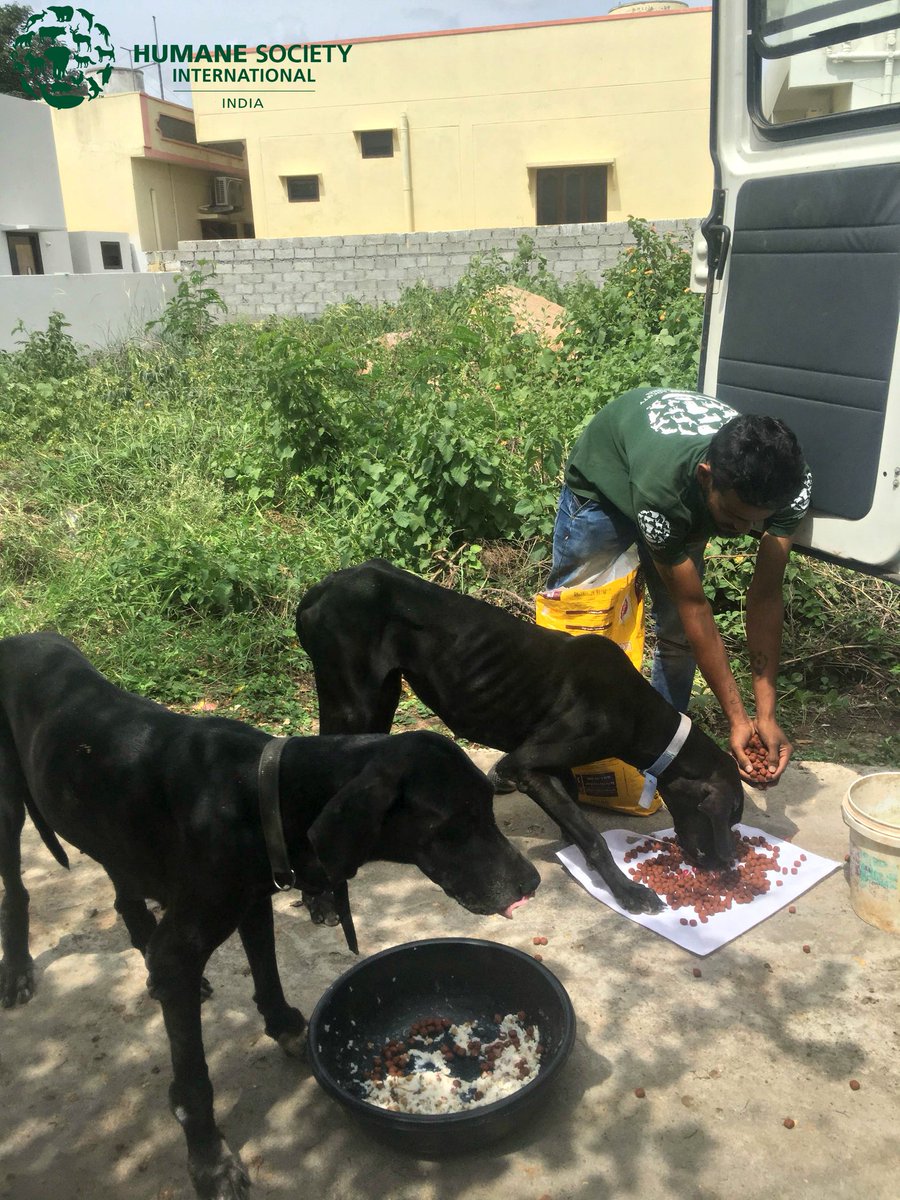 Cizlfab On Twitter Need Tougher Laws To Protect Animals Were